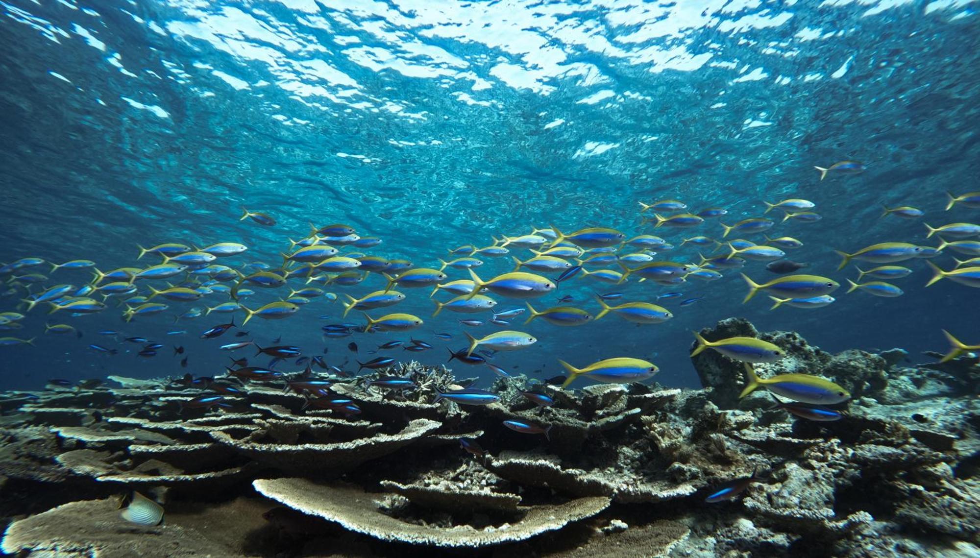 Bandos Maldives - One Way Transfer Free For Stays From 1St May Till 30Th Sept 2025 Bandos Island Екстер'єр фото